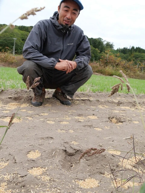 農家の大林 誠さんの畑に残るヒグマの足跡。ヒグマは留守中に現れ、取りこぼした収穫物を食べていくという