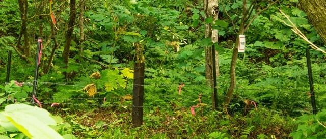 稗田さんが撮影したヘア・トラップの写真。取材時（10月13日）には調査は終わっていた