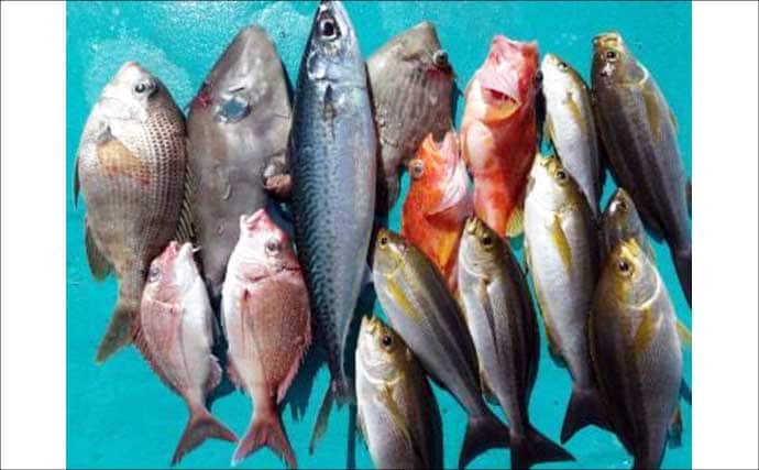 明石沖タイラバで数型どちらも狙える好シーズン到来！【船釣り特選釣果・関西】