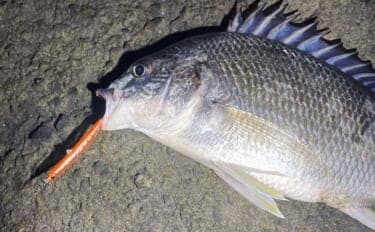 「分布域が決定的に異なる!」 よく似てるけどチヌとキビレって何が違うの?