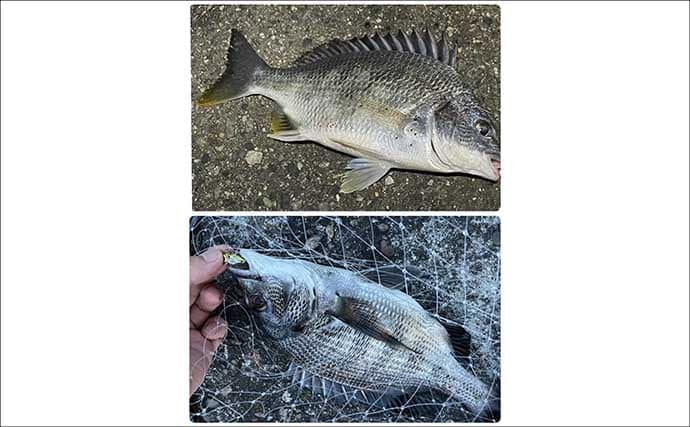 「分布域が決定的に異なる！」 よく似てるけどチヌとキビレって何が違うの？