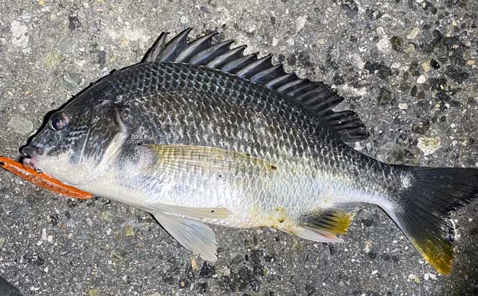 「分布域が決定的に異なる！」 よく似てるけどチヌとキビレって何が違うの？