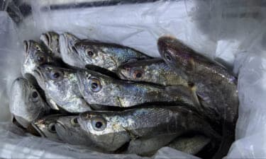 「釜ごと借りたくなるほど美味しい」のに知名度のない不思議な魚『カマガリ（クログチ）』