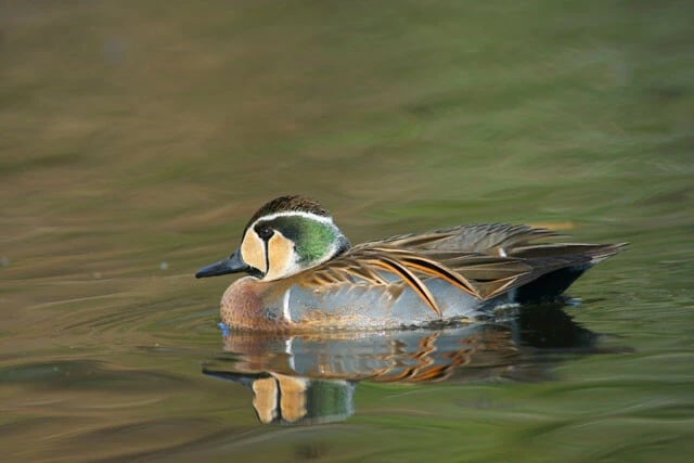 アジアで最も美しいカモともいわれるトモエガモ。日本では日本海側に多いが、千葉県の印旛沼にも多く飛来する