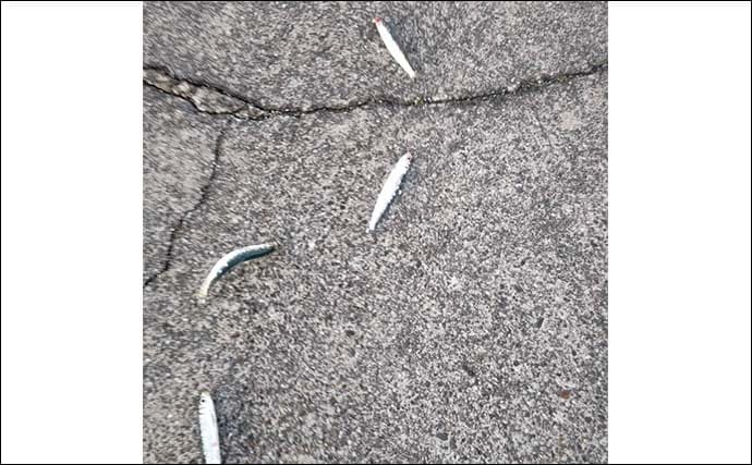 「クロダイ不発もサビキ釣りで好転！」乙浜港でウルメイワシ連続ヒット【千葉】