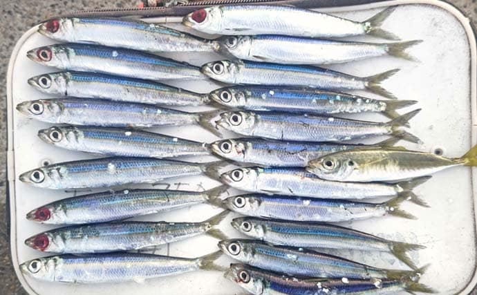 「クロダイ不発もサビキ釣りで好転！」乙浜港でウルメイワシ連続ヒット【千葉】