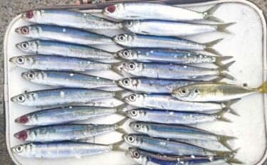 「クロダイ不発もサビキ釣りで好転！」乙浜港でウルメイワシ連続ヒット【千葉】