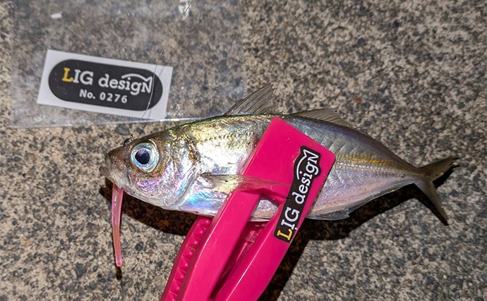 大寒波直撃の日本海でライトソルトゲーム【京都】ガシラ高活性も本命メバルは不発