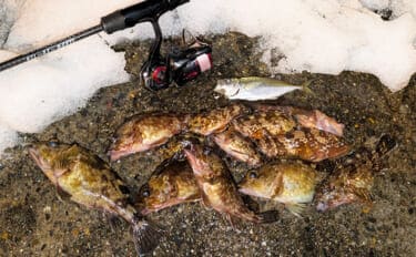 大寒波直撃の日本海でライトソルトゲーム【京都】ガシラ高活性も本命メバルは不発