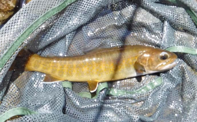 ヤマトイワナ狙える渓流釣り場ガイド　木曽川水系の支流ポイント紹介【長野】