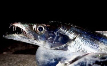 魚に噛まれたら「痛い」だけではない？　様々な形状を持つ魚たちの【歯】事情