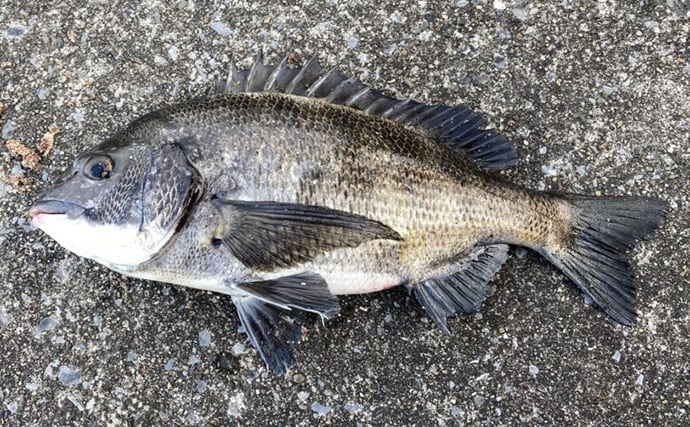 魚に噛まれたら「痛い」だけではない？　様々な形状を持つ魚たちの【歯】事情