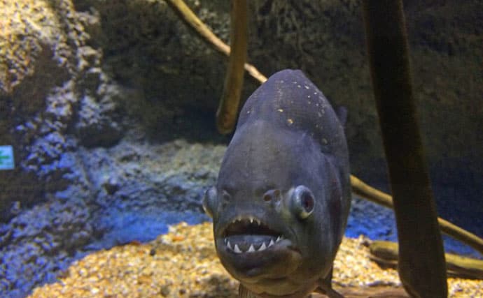 魚に噛まれたら「痛い」だけではない？　様々な形状を持つ魚たちの【歯】事情