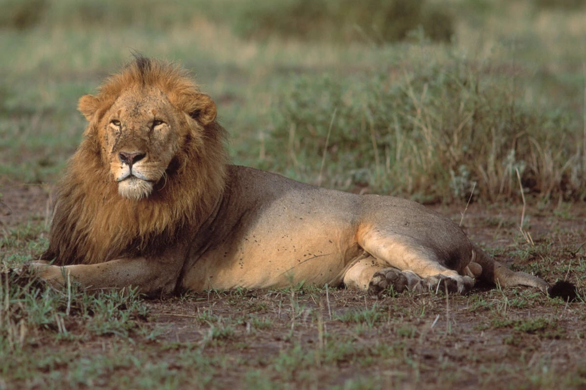 世界はジャングルの掟でまわっていく。帝王はライオン・トランプ。高市幕府は女豹・高市将軍で生き残るしかない（写真：時事通信フォト）