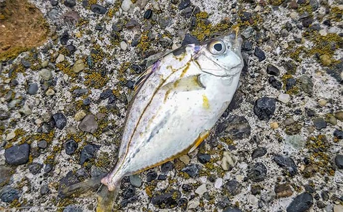 家族連れでにぎわう矢那川河口のハゼ釣りで26尾キャッチ【千葉】釣り後は名物焼きそばに舌鼓