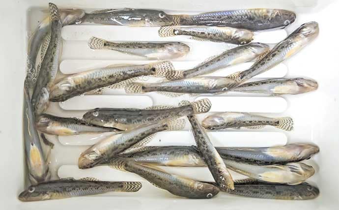 家族連れでにぎわう矢那川河口のハゼ釣りで26尾キャッチ【千葉】釣り後は名物焼きそばに舌鼓