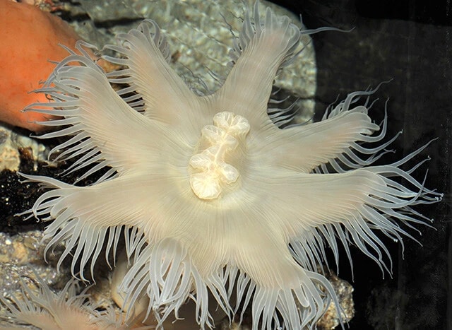 チュラウミカワリギンチャクは、沖縄美ら海水族館で約15年間飼育された後、泉先生によって新種だったことが判明した