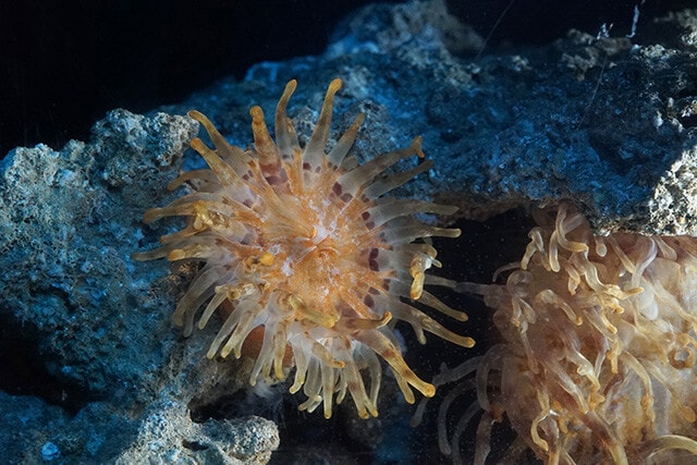 こちらも泉先生が2023年に新種として報告したリュウグウノゴテン。色が沖縄の宮殿を連想させることから命名された