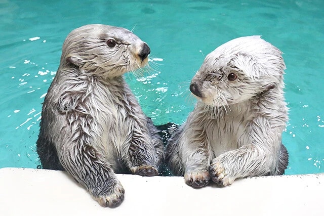 ラッコのキラ（左）とメイ（右）。1日3回のお食事タイムは大人気だ（写真提供／鳥羽水族館）