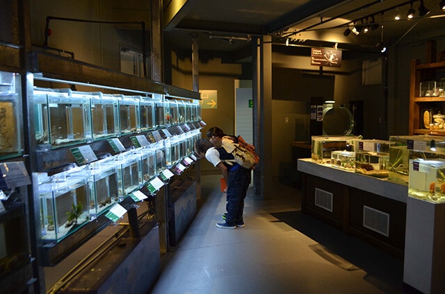 変わった生物を集めた「へんな生きもの研究所」。内装も古い研究所風に仕上げてある（写真提供／鳥羽水族館）