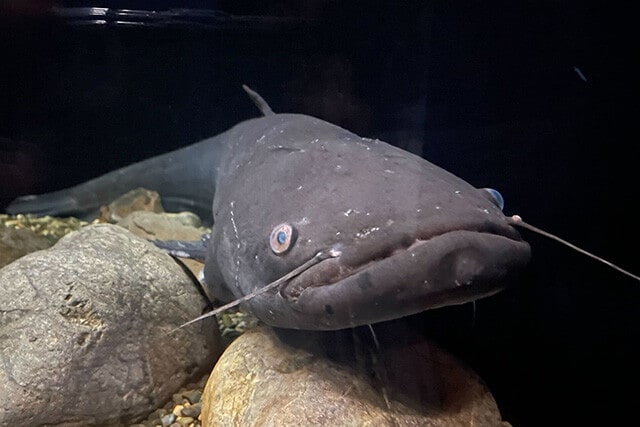 琵琶湖と、琵琶湖から流出する淀川水系だけに生息するビワコオオナマズ。体長は最大で120㎝にも達する