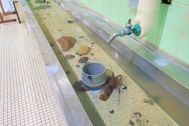 懐かしの手洗い場を利用したタッチプールにはイセエビやナマコがいて、触れることもできる