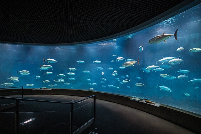 目玉のひとつであるクロマグロが群れで泳ぐ様子を観察できる、2200tのドーナツ形水槽「アクアシアター」