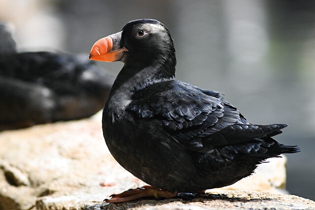 「海鳥の生態」コーナーにいるエトピリカは飛ぶだけではなく、水中を泳ぐこともできる