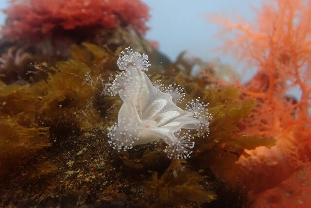 「北極・南極の海」コーナーのマナニア・アトランティカ。浮遊せず、岩などにくっついて暮らす珍しいクラゲだ