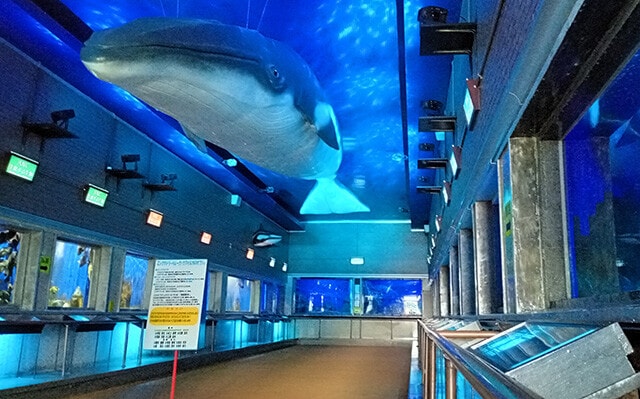 北海道最古の水族館。両側に設置型の水槽が隙間なく並び、北海道になじみのある水生生物が拝める