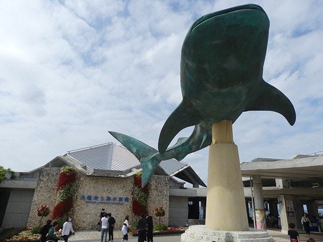 ここで発見された新種のイソギンチャクが2種も！【沖縄美ら海水族館】（撮影／泉 貴人）