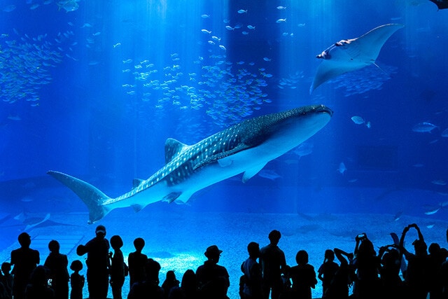 沖縄美ら海水族館の目玉のひとつである、巨大水槽に展示されるジンベエザメ。魚類の中では最大の種で、成長すると10～12mにもなる