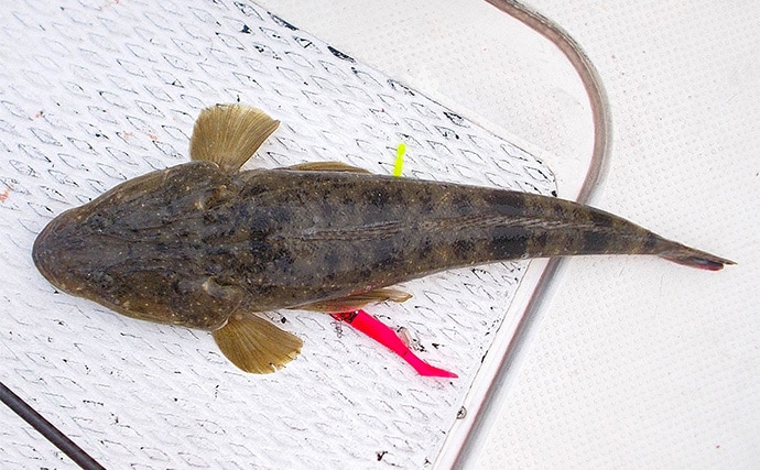 2025年夏の高水温がもたらした意外な影響　魚よりベイトが直接的なダメージ受けたか