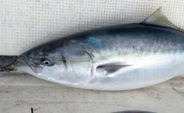 出雲沖ブリジギングで96cm12.6kg寒ブリ含む6本キャッチ【島根】GetTwoがアタリジグ