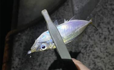 深日港アジング釣行で本命マアジ5尾キャッチ【大阪】前日の大雨による水潮に苦戦