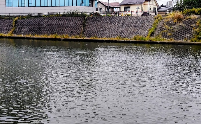 「食わないボイルが多発！」 バイブレーション早巻きで50cm超えクロダイ浮上