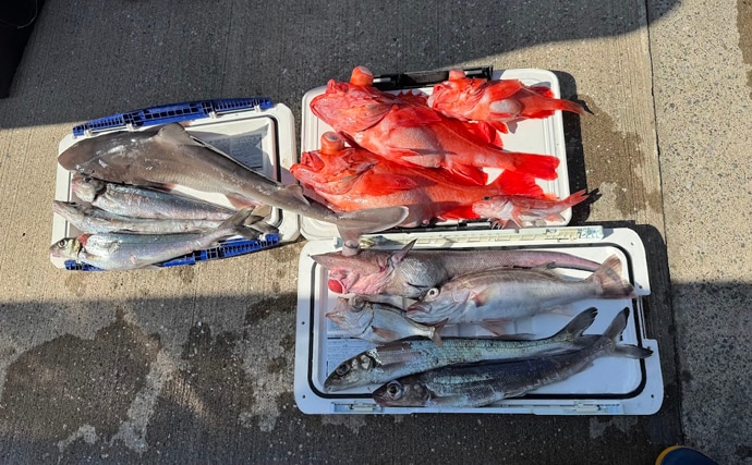 『ギス』は釣りでは嫌われがちだけど「最高のおでんの具になる」魚