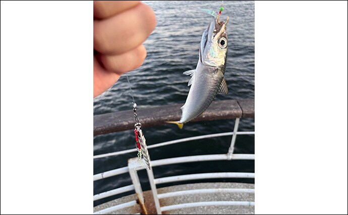 「秋は陸で青物を釣るチャンス!」ライトショアジギング(LSJ)の季節別ターゲットを紹介