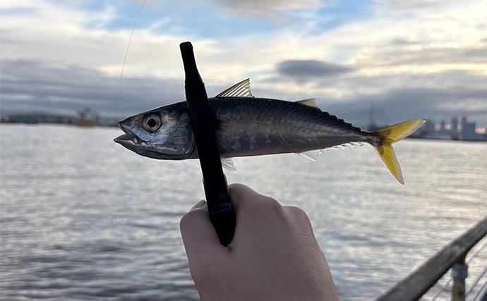 「秋は陸で青物を釣るチャンス!」ライトショアジギング(LSJ)の季節別ターゲットを紹介