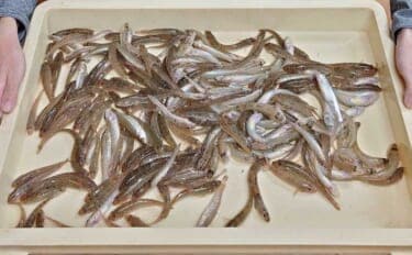 立田上流のハゼ釣りで225匹達成！【愛知】夕方の満潮時合いに数釣り満喫