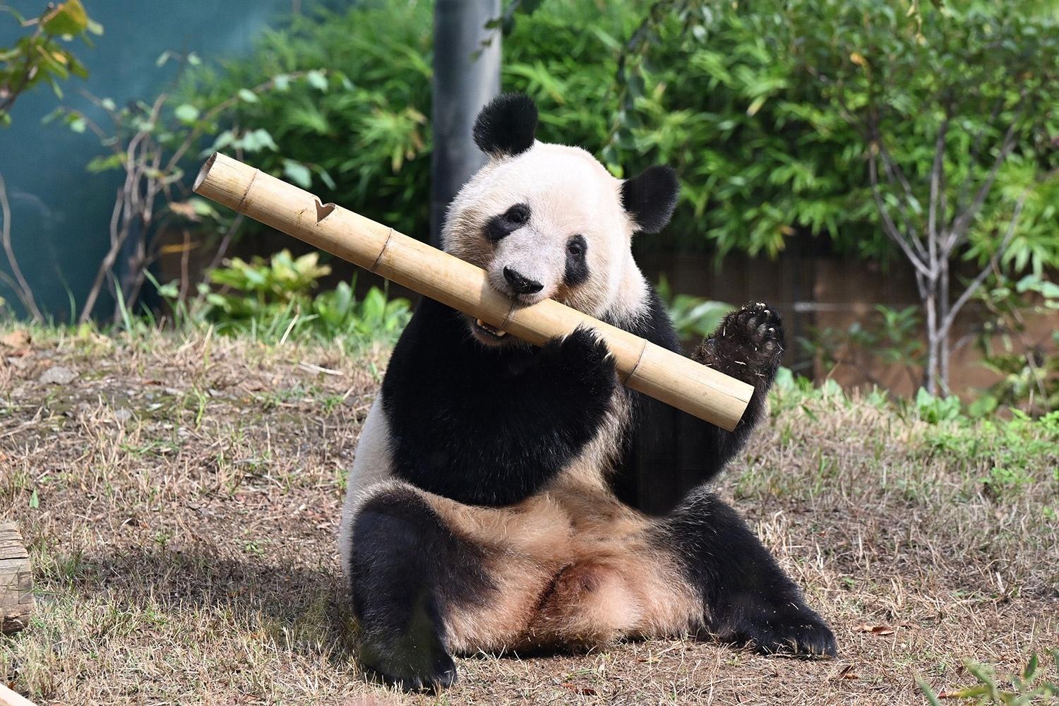 パンダが日本からいなくなる！来年1月の中国返還前に上野動物園へ会いに行こう