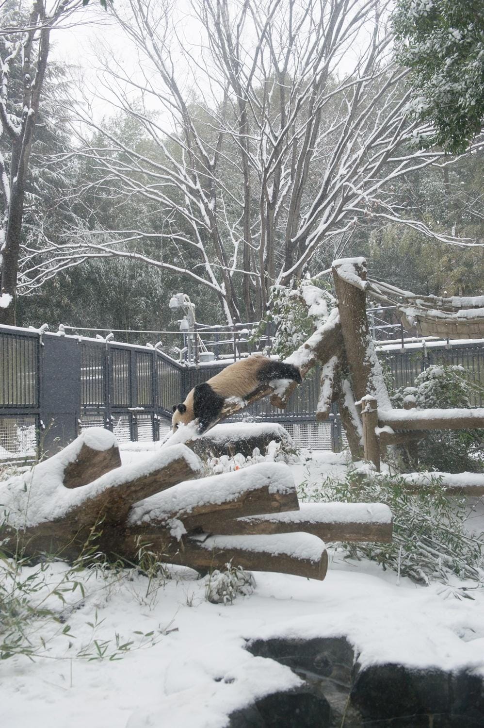 パンダが日本からいなくなる!来年1月の中国返還前に上野動物園へ会いに行こう