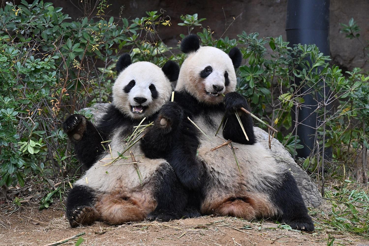 パンダが日本からいなくなる!来年1月の中国返還前に上野動物園へ会いに行こう
