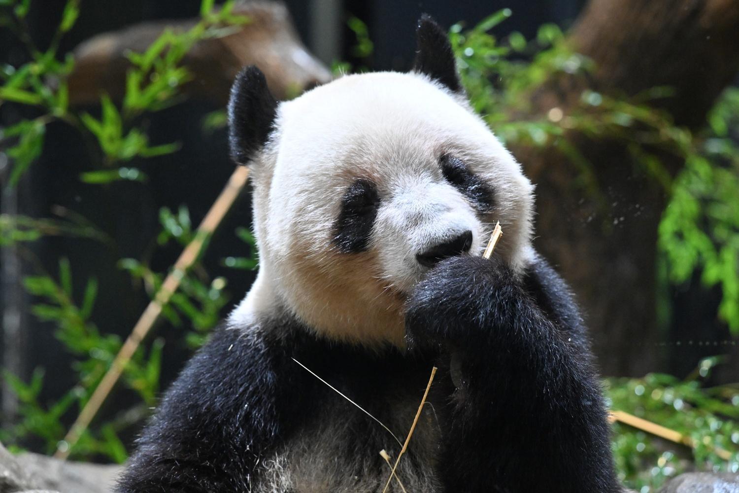 パンダが日本からいなくなる！来年1月の中国返還前に上野動物園へ会いに行こう