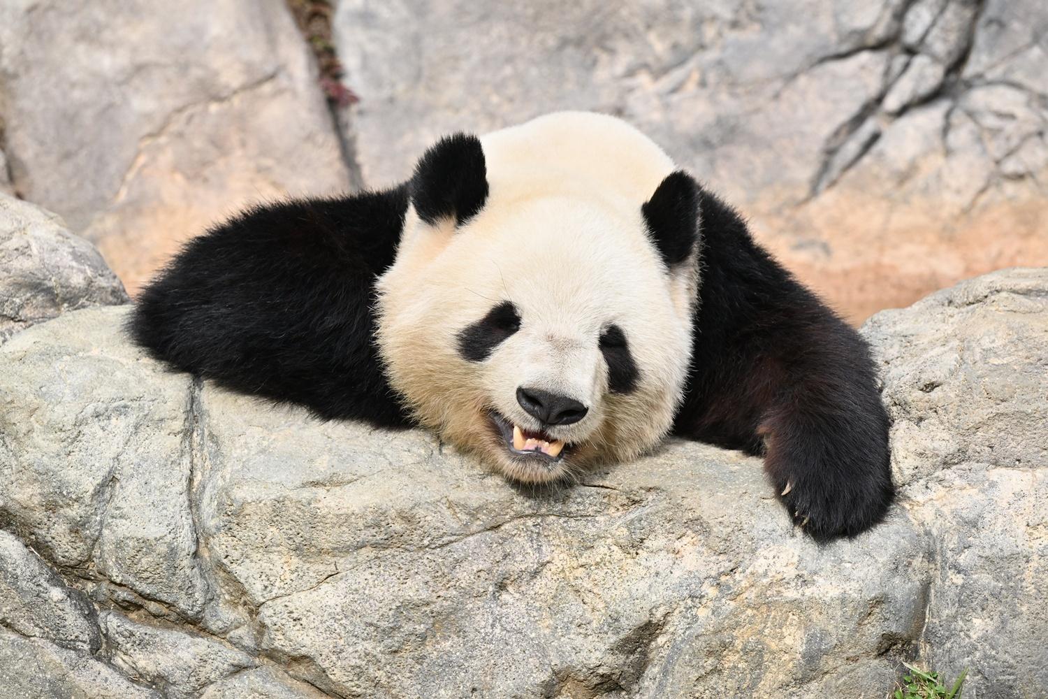 パンダが日本からいなくなる！来年1月の中国返還前に上野動物園へ会いに行こう