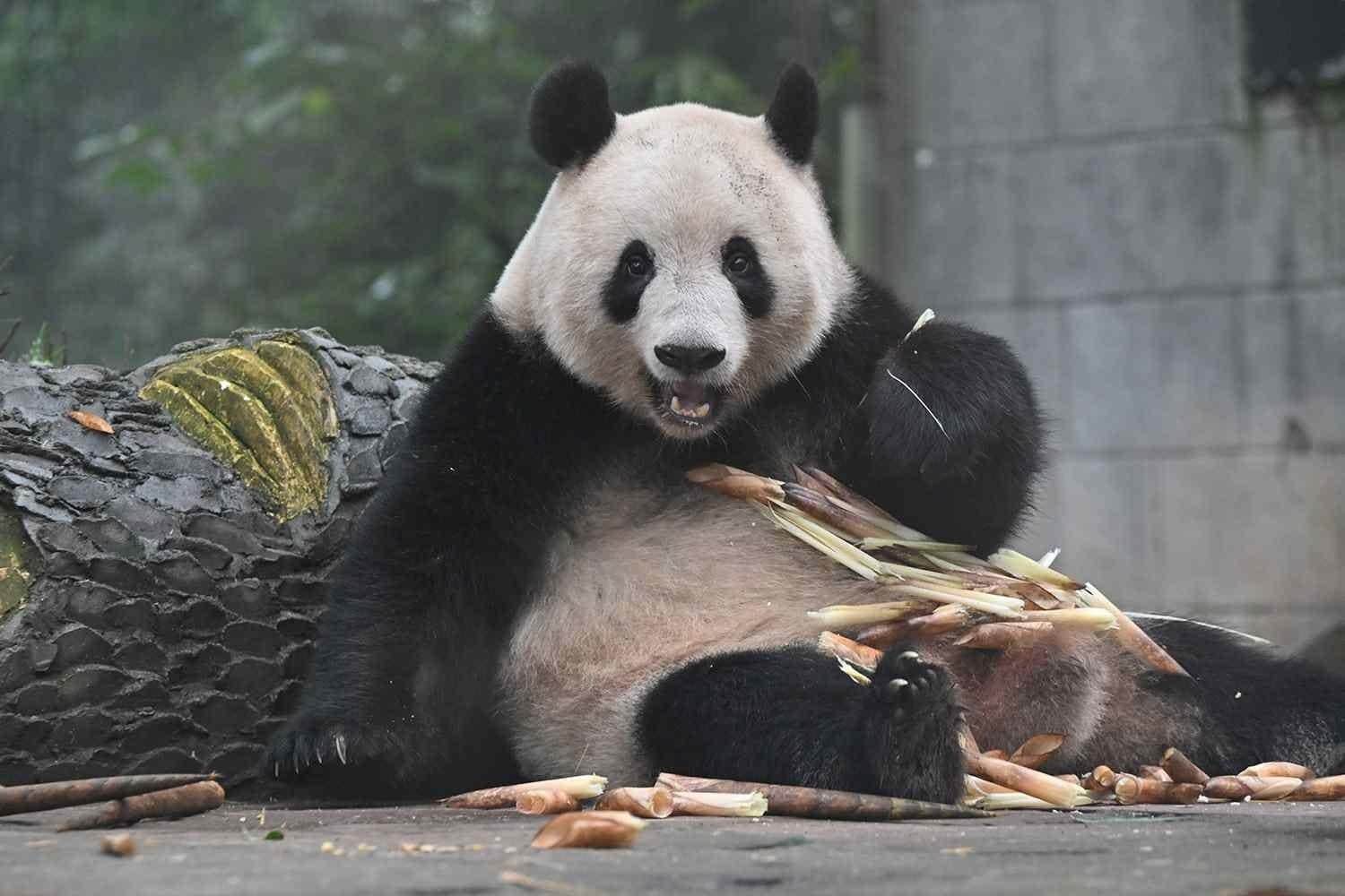 パンダが日本からいなくなる！来年1月の中国返還前に上野動物園へ会いに行こう