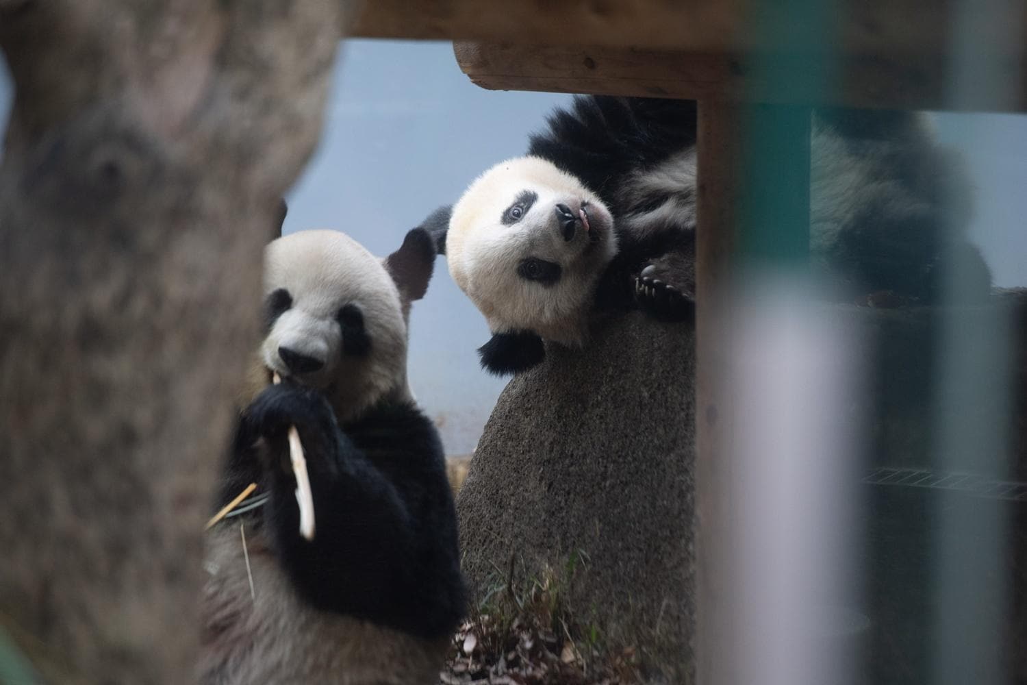 パンダが日本からいなくなる!来年1月の中国返還前に上野動物園へ会いに行こう