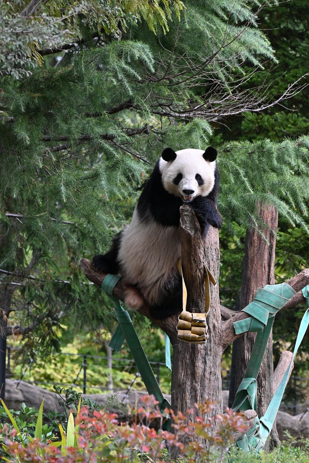 パンダが日本からいなくなる！来年1月の中国返還前に上野動物園へ会いに行こう