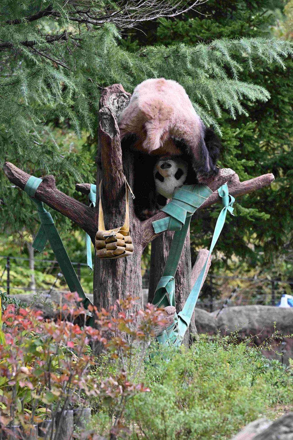 パンダが日本からいなくなる!来年1月の中国返還前に上野動物園へ会いに行こう