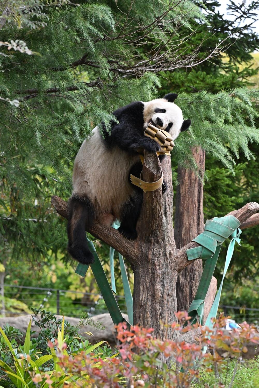 パンダが日本からいなくなる！来年1月の中国返還前に上野動物園へ会いに行こう